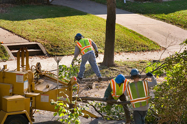 Trusted Union, SC Tree Services Experts