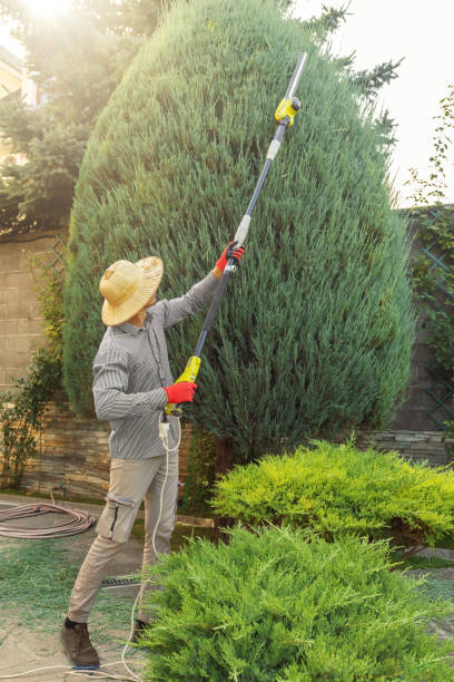 How Our Tree Care Process Works  in  Union, SC